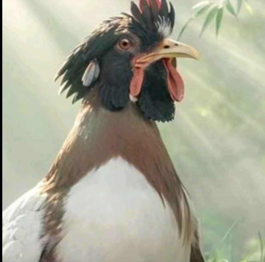 鸡哥